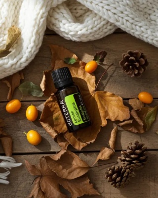 Eukaliptus cytrynowy – olejek eteryczny doTERRA