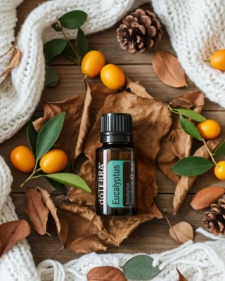 Eukaliptus – olejek eteryczny doTERRA